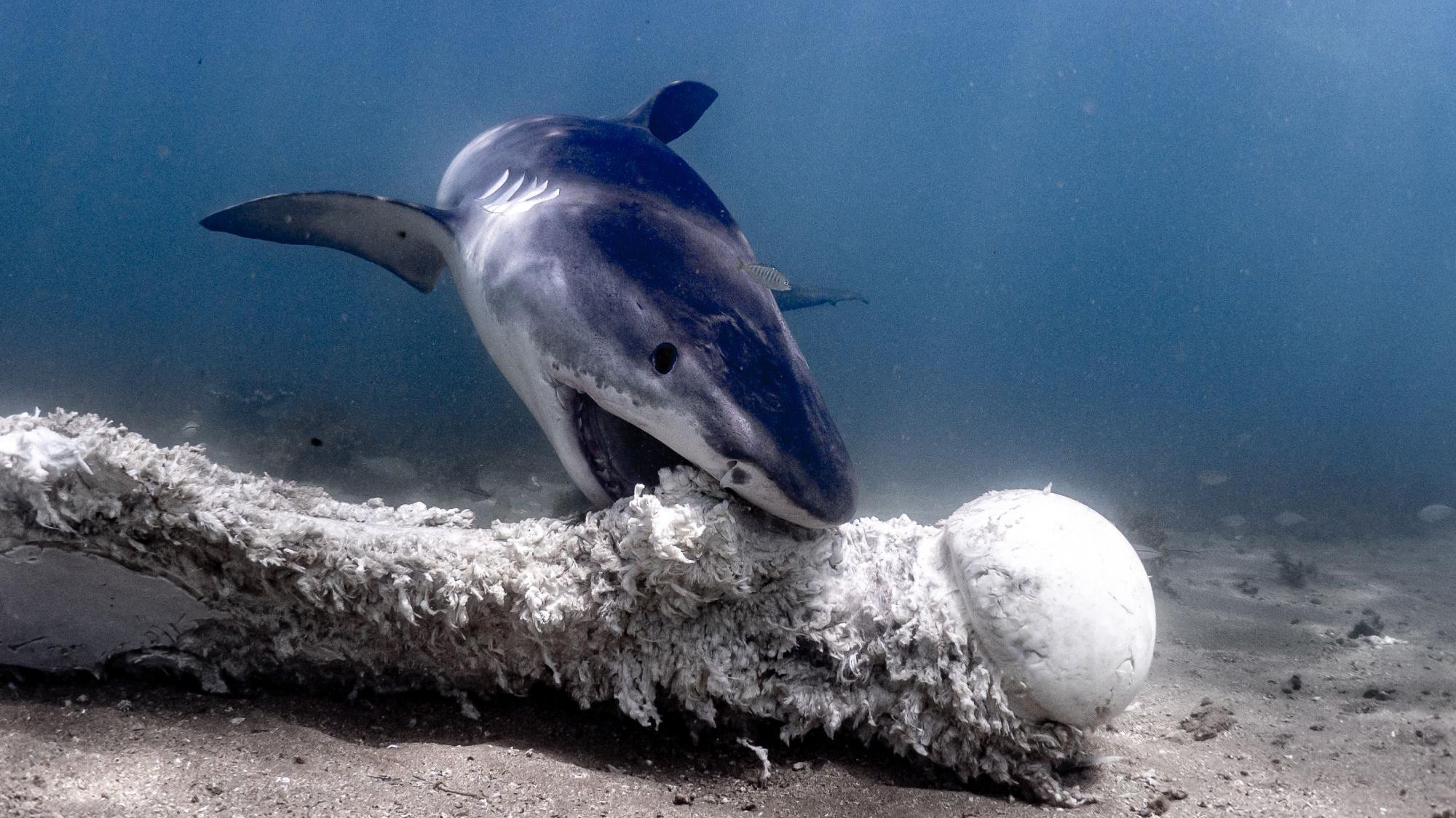 El tiburón tigre se alimenta de los huesos de una ballena jorobada durante la migración de ballenas en Australia Occidental