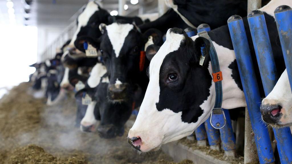 Canadas powerful dairy sector is in Trumps trade crosshairs