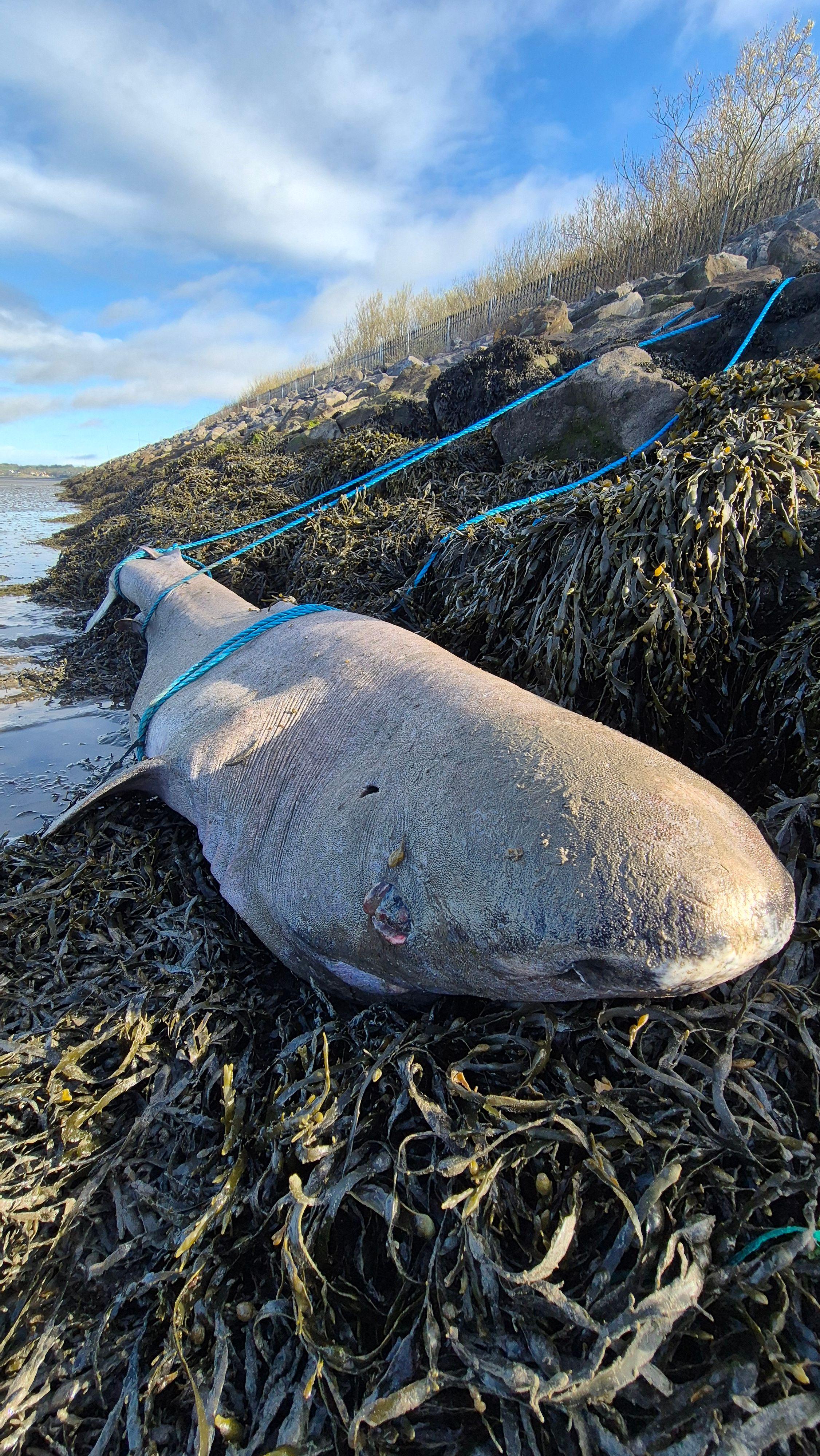 Un gran tiburón de Groenlandia yace sobre un lecho de algas de color verde oscuro o marrón. Está muerto; tiene una cuerda azul alrededor de la cola y otra alrededor de la parte central del cuerpo. Su hocico y sus ojos se encuentran cerca de la cámara. El océano comienza en el extremo izquierdo del encuadre.