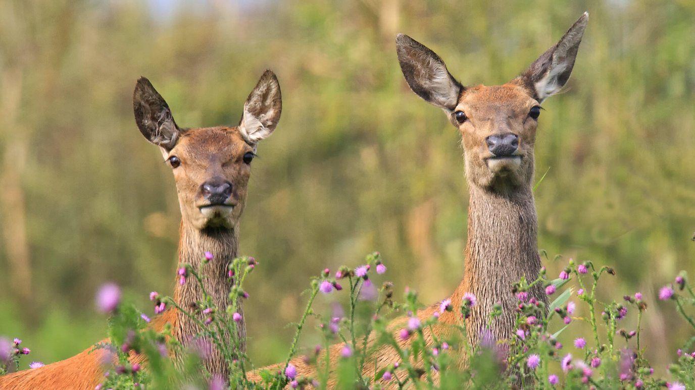 Las cabezas y cuellos de dos ciervos asoman sobre plantas con flores lilas. 