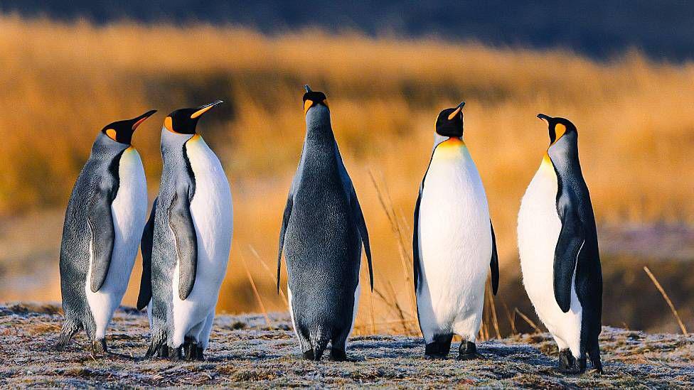Un grupo de pingüinos rey en la colonia en Bahía Inútil, en el Estrecho de Magallanes