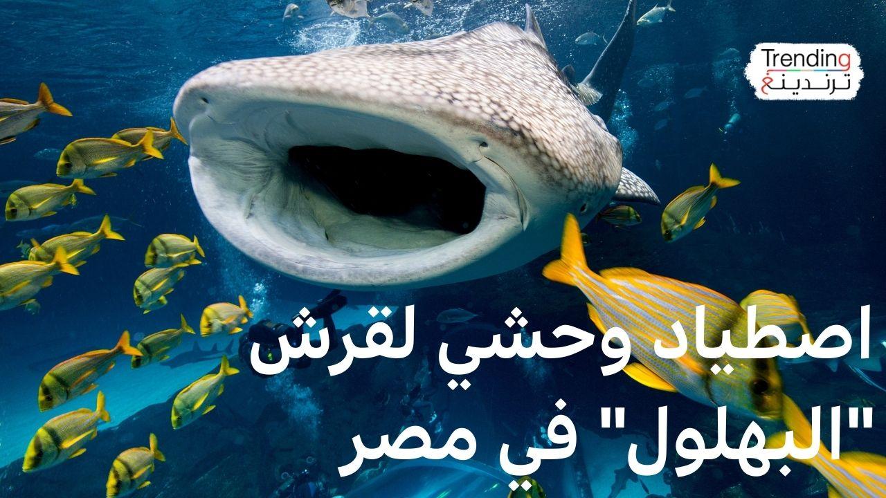 اصطياد وحشي للقرش "البهلول" في مصر 