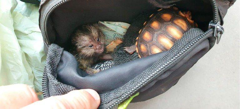 Bolsa com dois animais silvestres e dinheiro dentro