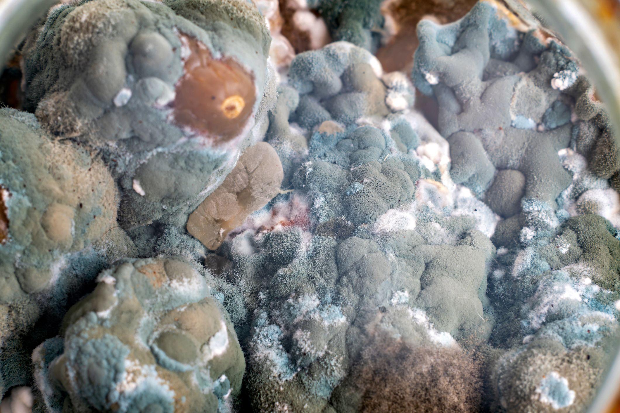 Vista cercana de moho.