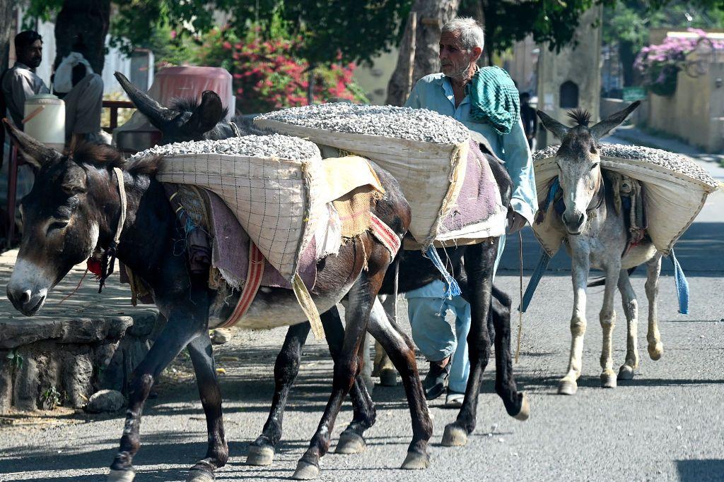گدھے
