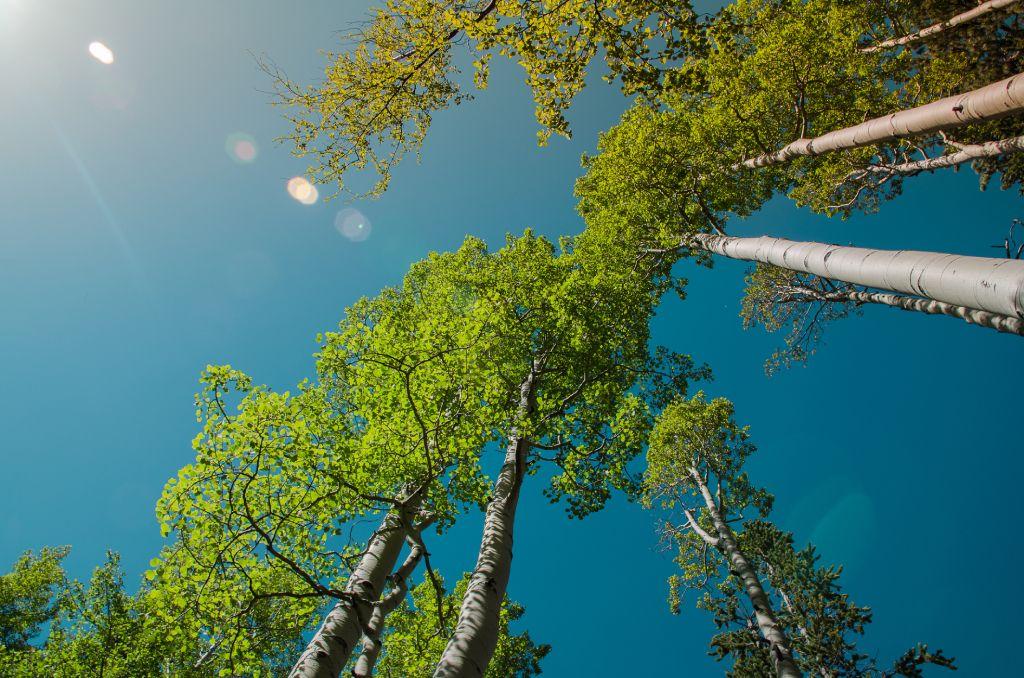 Álamos temblones en verano.