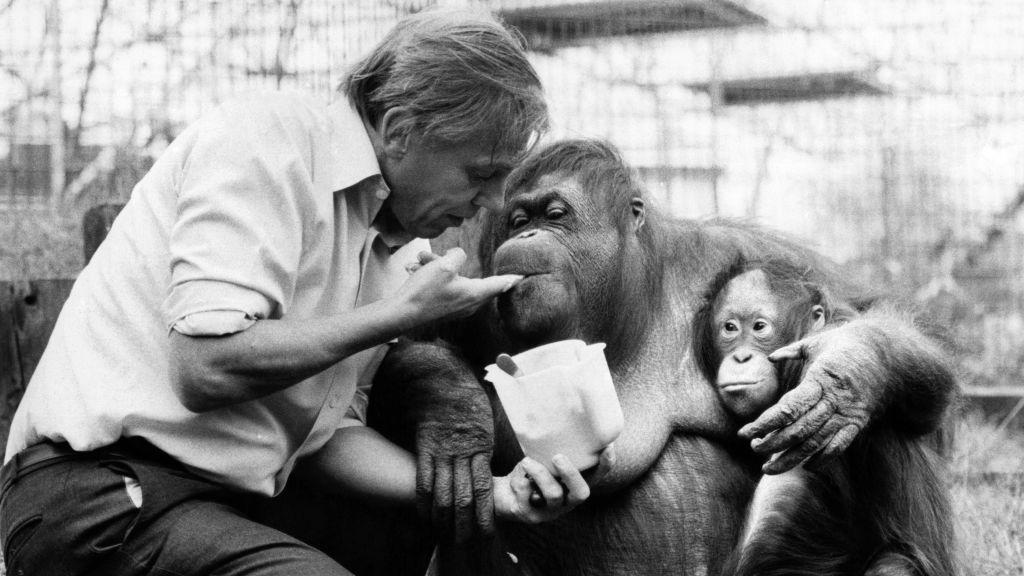 David Attenborough con un orangután y su cría
