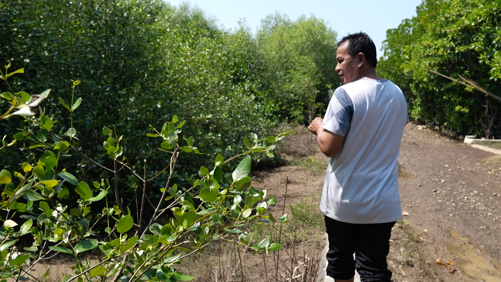 Wasito camina por un sendero de tierra bordeado de vegetación a ambos lados.