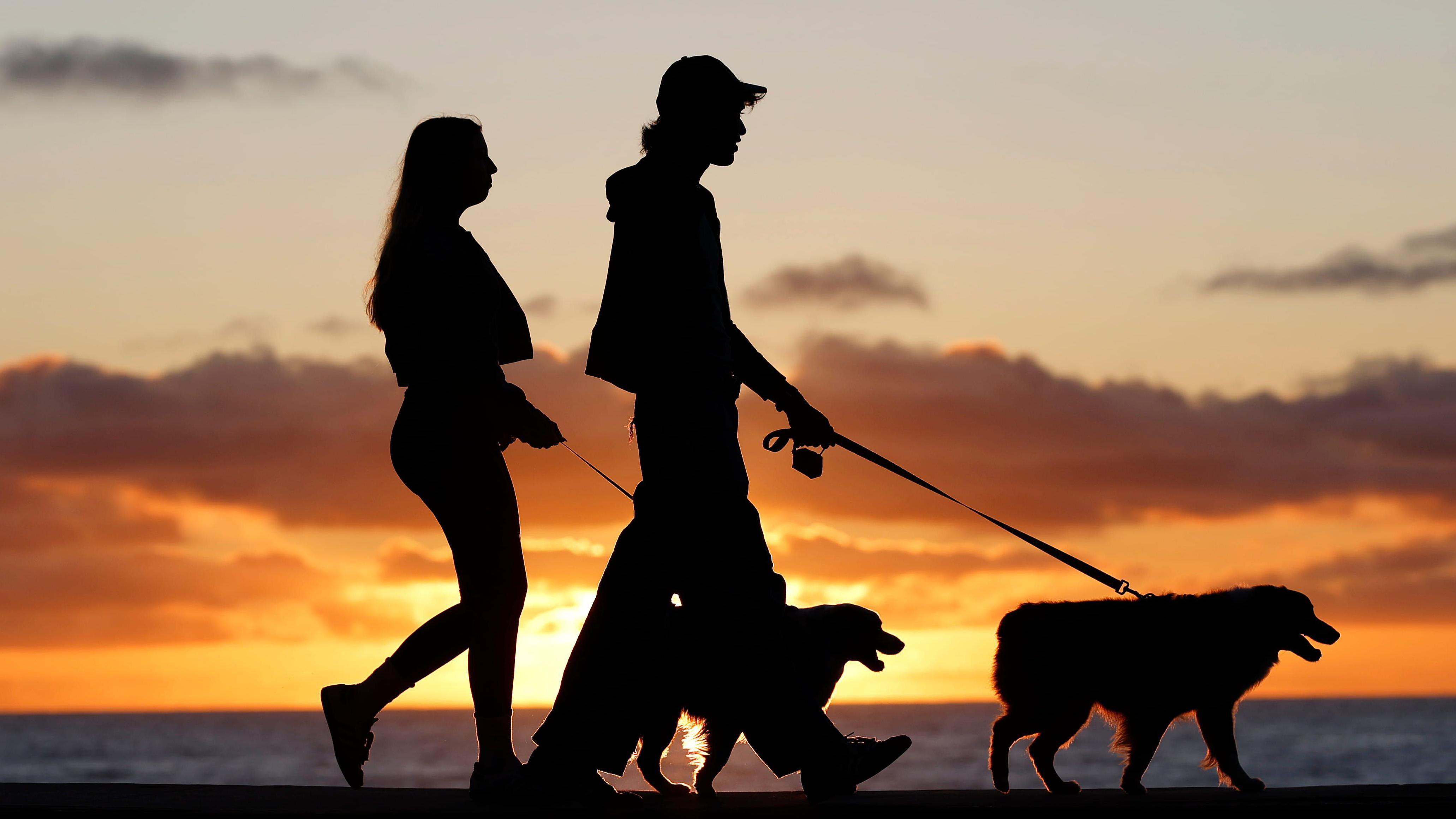 Brazil changes laws allowing separated couples joint custody over pets