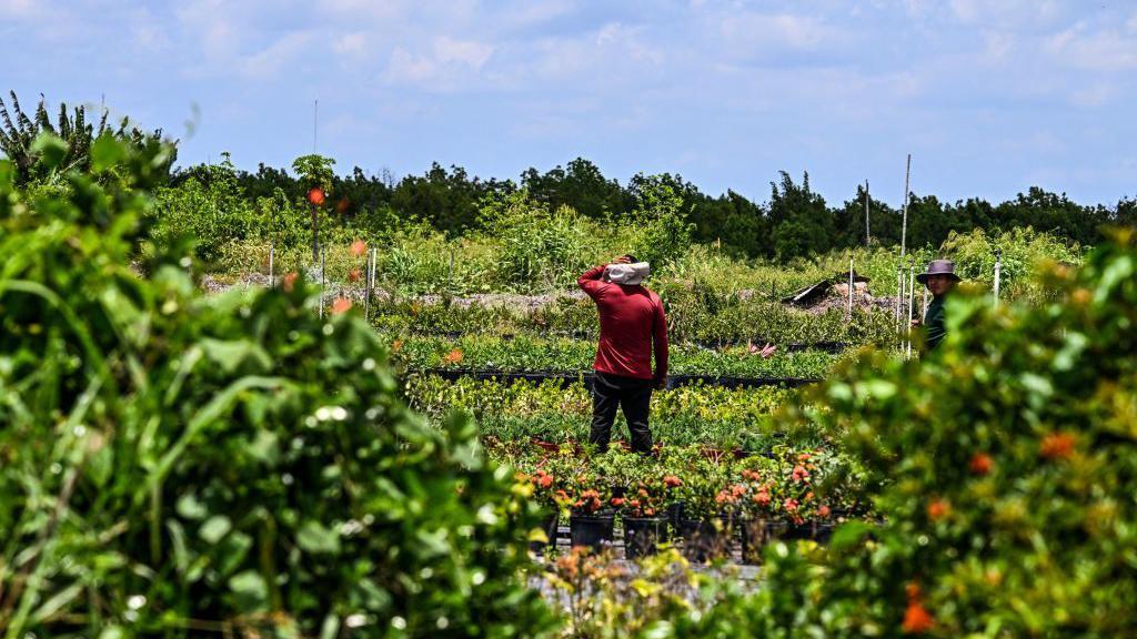 trabajador agrícola en un campo de EE.UU. 