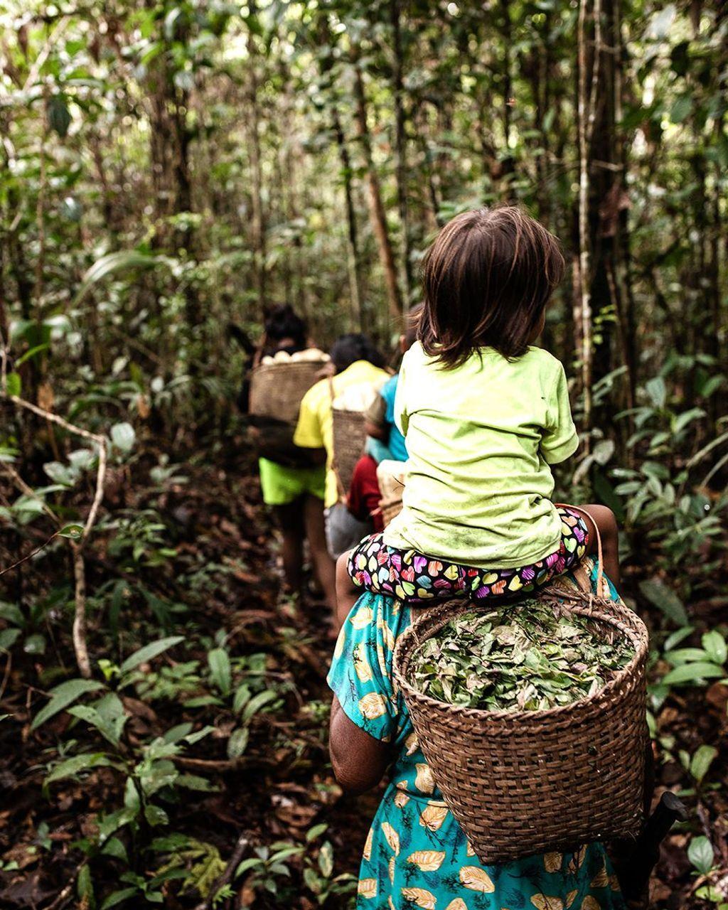 As chagras abrigam uma grande diversidade de esp&eacute;cies, afirma Guhl. Segundo ele, essa riqueza &eacute; preservada gra&ccedil;as ao conhecimento e &agrave; cultura das comunidades humanas
