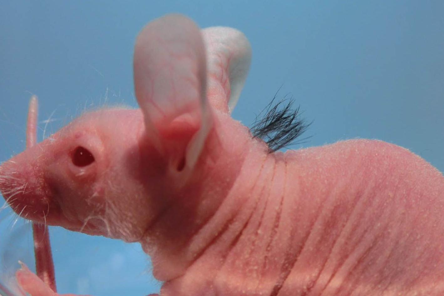 Imagem em close mostra um camundongo rosa quase sem pelos, com apenas um pequeno tufo de cabelo preto na nuca, sentado dentro de um recipiente de vidro