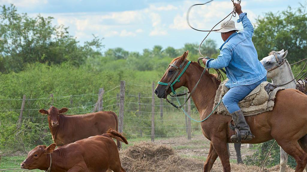 Un ganadero pastorea ganado en un rancho cerca de Asunción, Paraguay,
