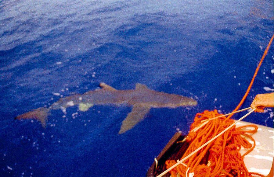 Un tiburón gris en aguas azules. En el lado derecho de la imagen hay un montón de cuerda naranja y una mano sostiene una cuerda blanca.
