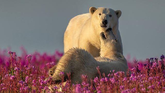 Dois jovens ursos polares brincam em meio a flores cor-de-rosa