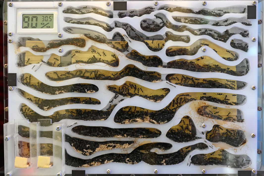 formicarium