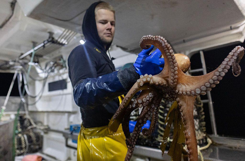 Un pescador recoge pulpos capturados desde un barco pesquero frente a la costa de Île Molène, en el oeste de Francia, el 7 de mayo de 2026.
