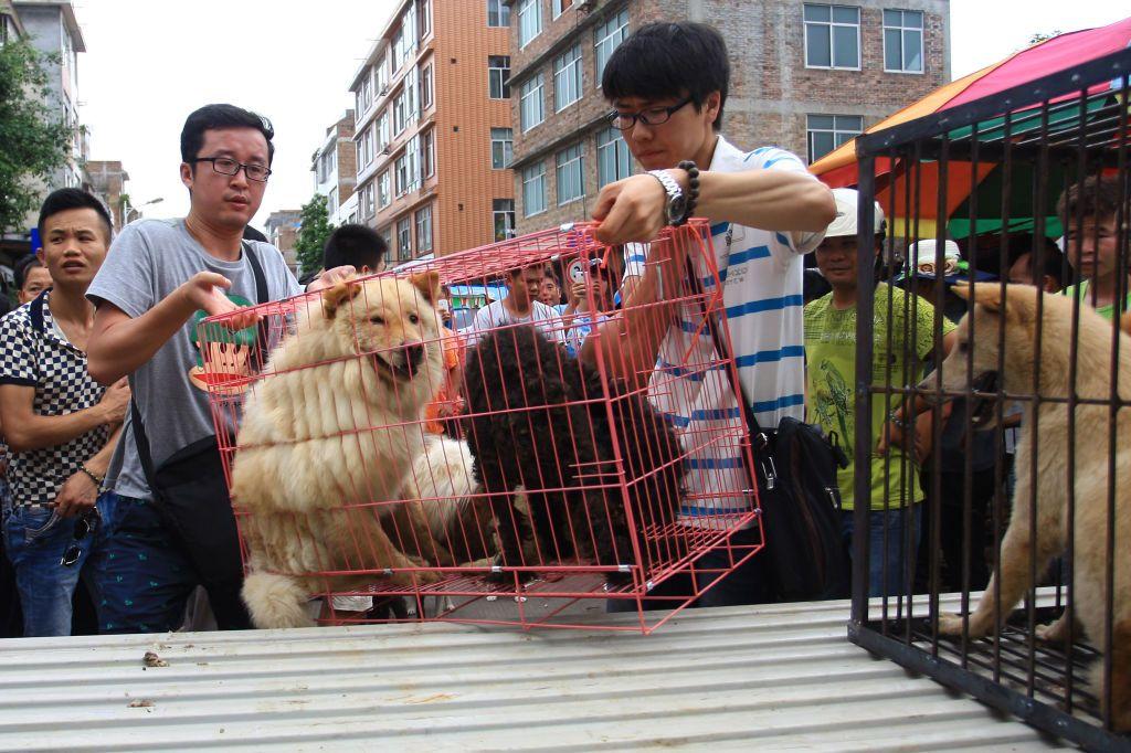 志願者救下一些狗