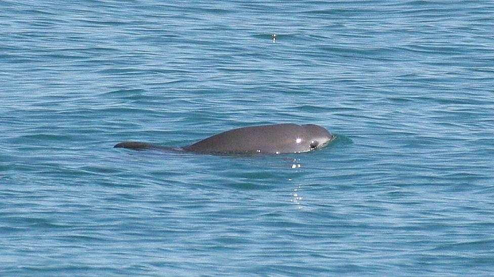 Vaquita en el Alto Golfo de California