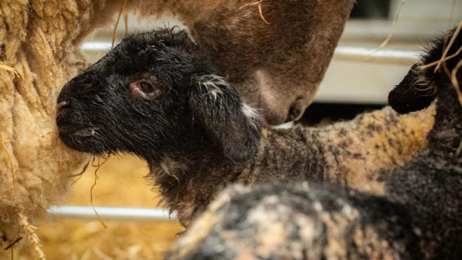 Ovca i malo crno jagnje