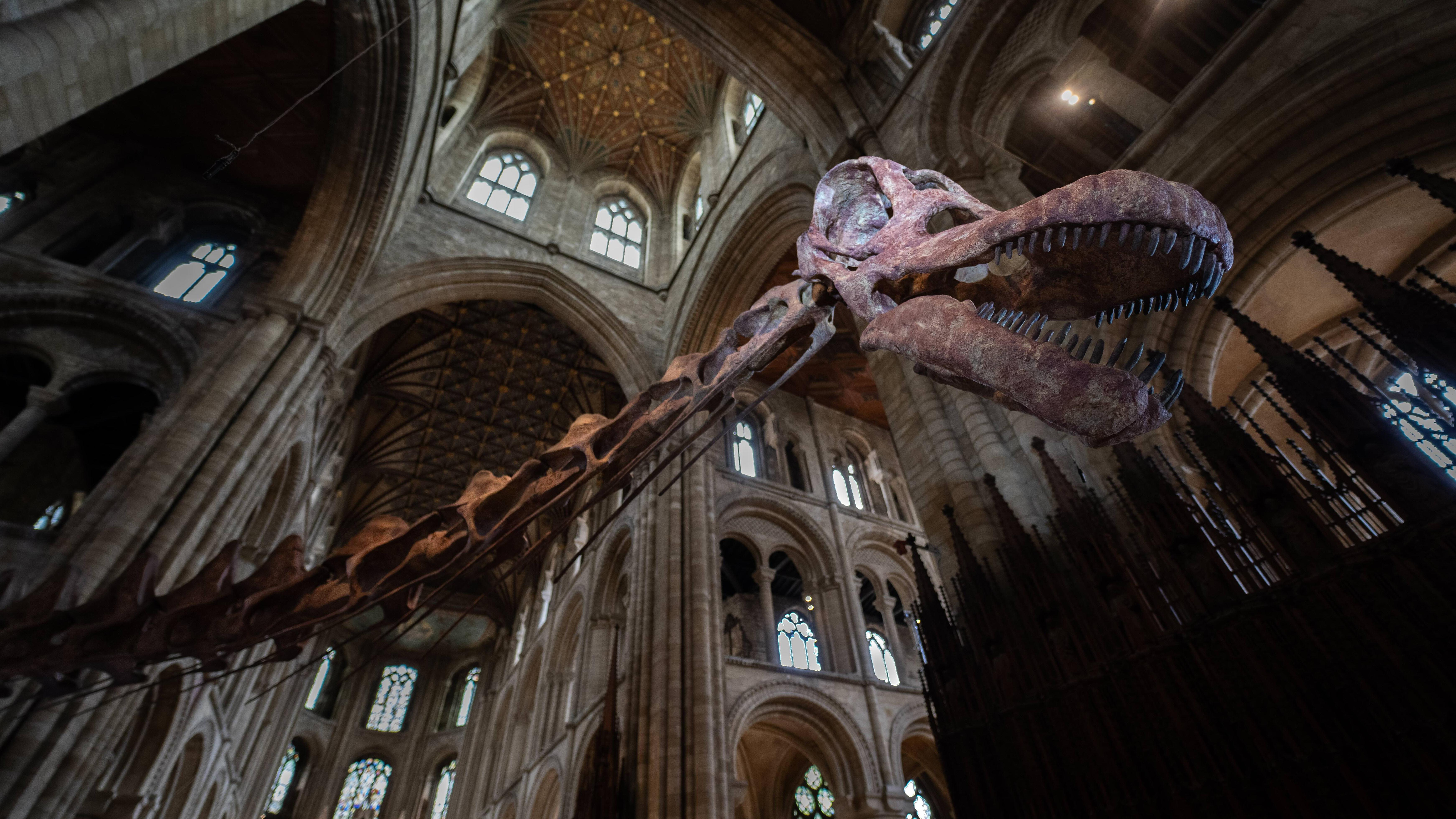 El cuello y la cabeza de un esqueleto de titanosaurio están dentro de la catedral de Peterborough. El cuello del esqueleto avanza, fuera de plano, hacia el cuerpo del animal alrededor de la izquierda de la imagen y la cabeza está en el lado derecho. Hay unos veinte arcos y ventanas de diferentes tamaños visibles tanto por encima como por debajo del esqueleto en distintos niveles. La boca del titanosaurio está ligeramente abierta y se ven sus dientes. La cuenca derecha del ojo del dinosaurio está iluminada y destaca en la foto