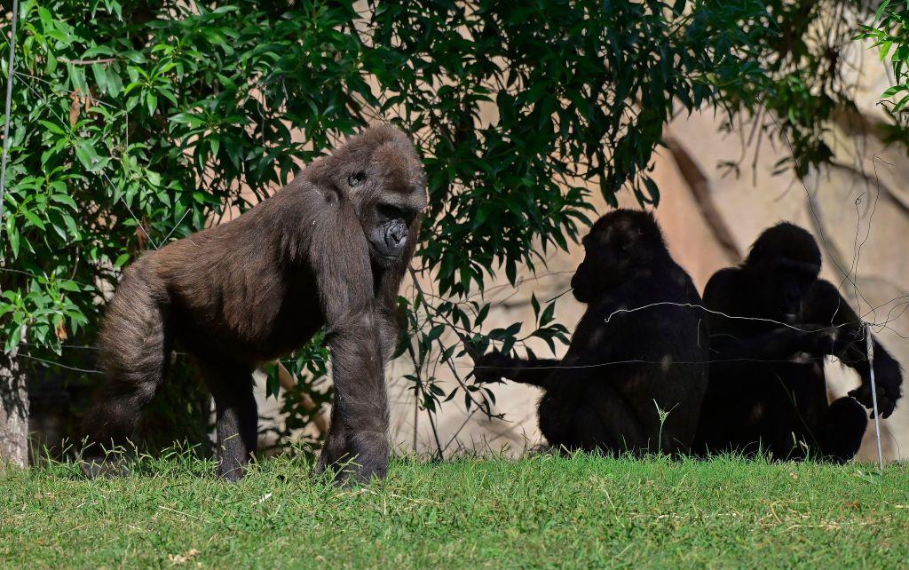 Gorilas y chimpancés en su recinto en el zoológico Bioparc de Valencia.