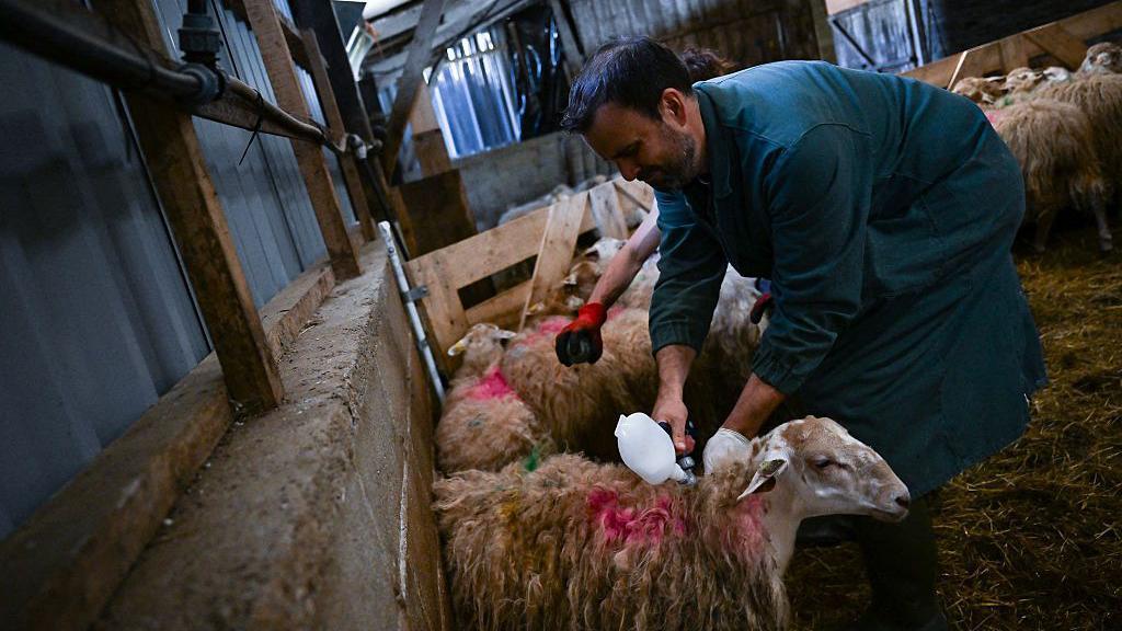 طبيب بيطري، يرتدي بدلة خضراء، ينحني نحو خروف، صوفه مطلي باللون الأحمر، ويحقنه باللقاح داخل حظيرة.