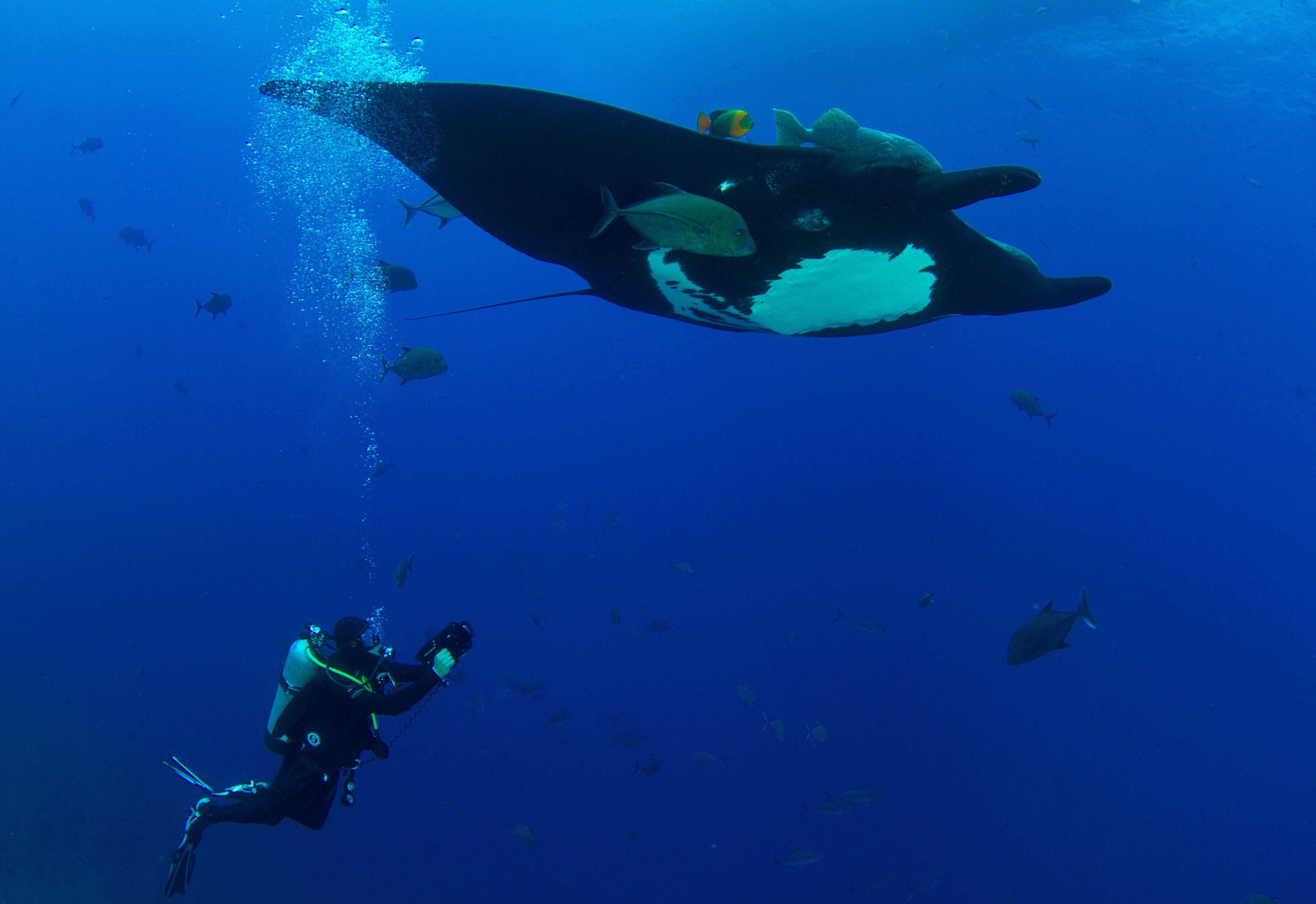 Hoyos graba una manta raya gigante en el océano