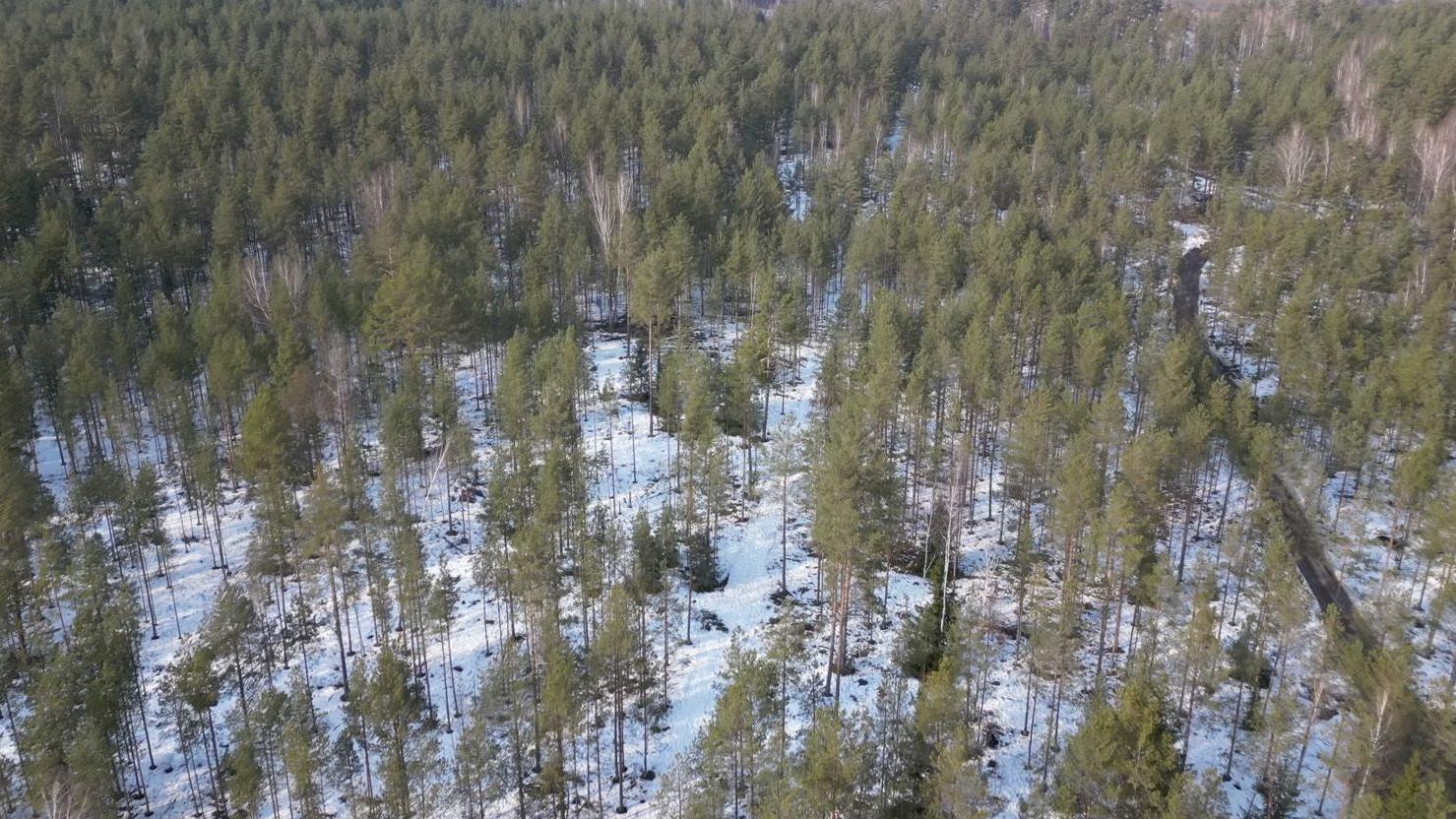 أرض ثلجية تنتشر فيها الأشجار
