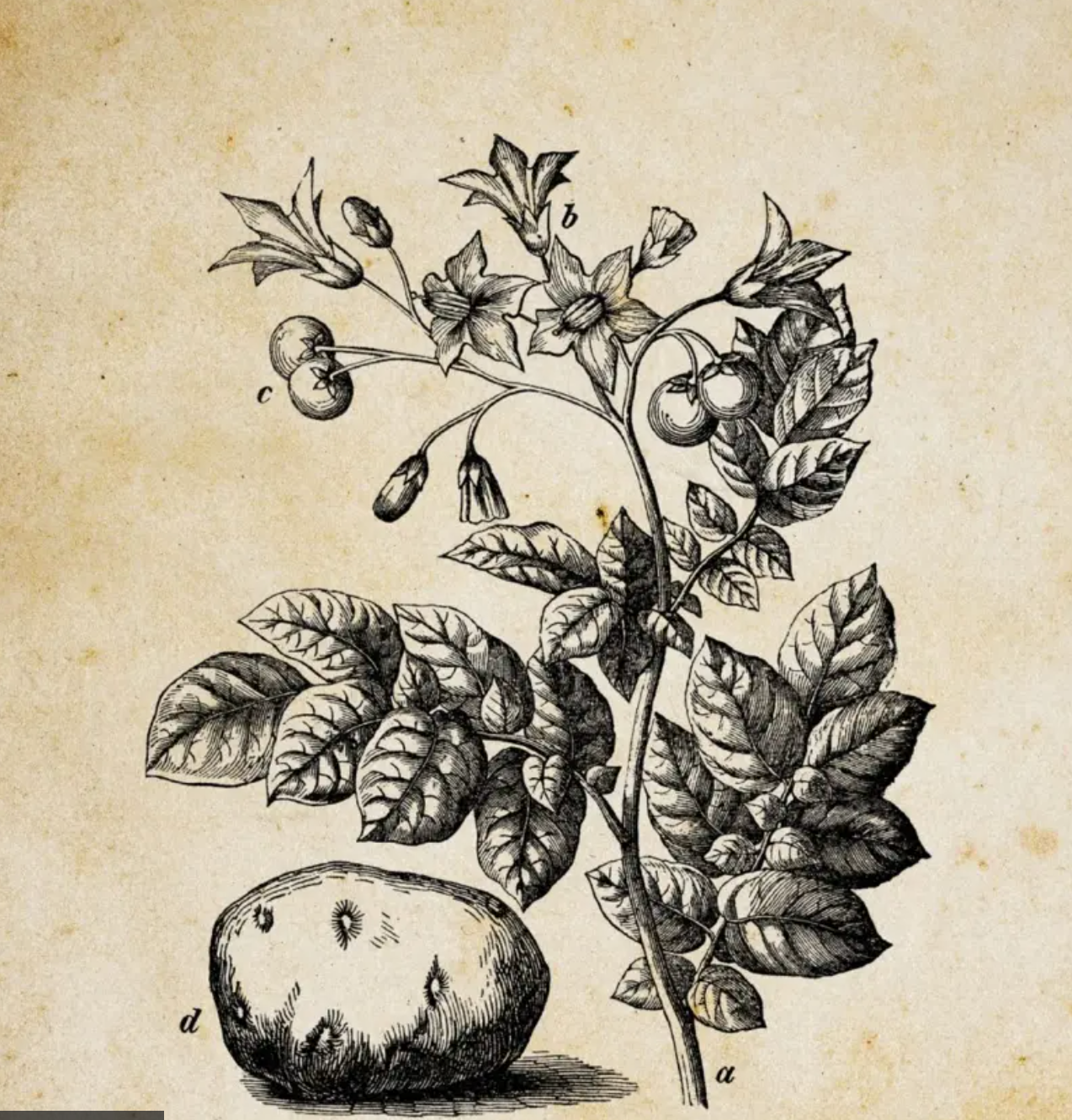 馬鈴薯（Solanum tuberosum）植株的插圖，其果實小得像番茄