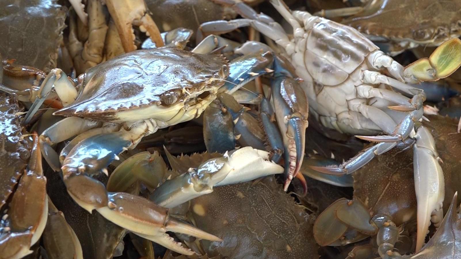 Ejemplares del cangrejo azul en una cesta de plástico.