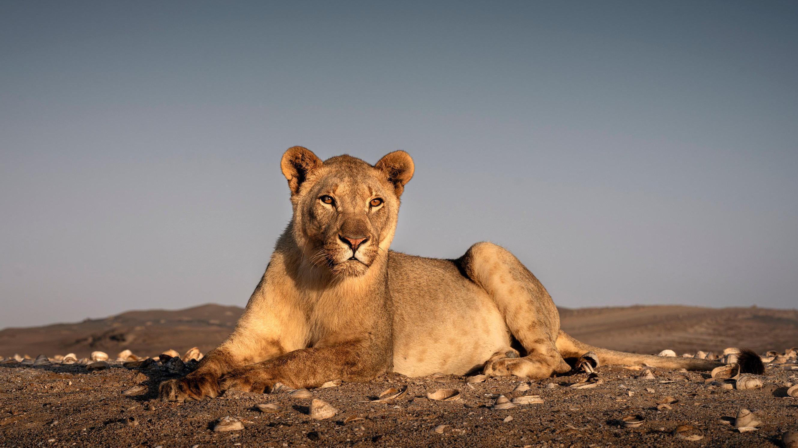 Leão do deserto na Namíbia