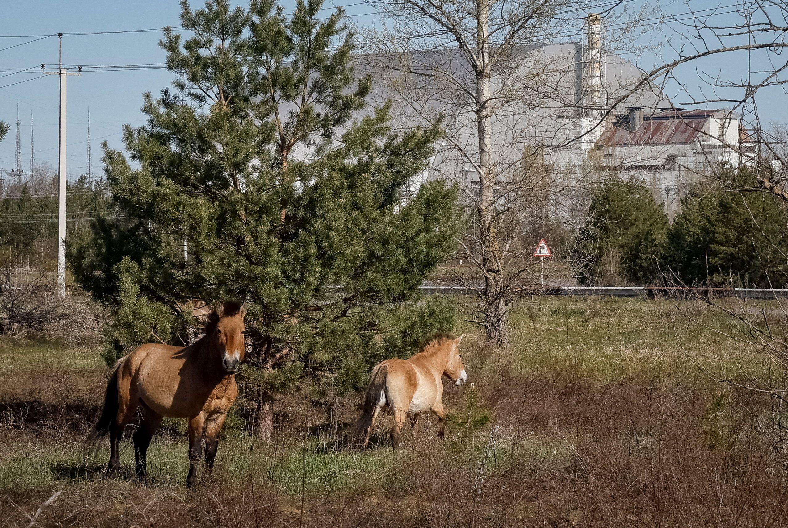 Caballos de Przewalski cerca de la nueva estructura de Confinamiento Seguro (NSC), que cubre el antiguo sarc&oacute;fago que confina los restos del cuarto reactor da&ntilde;ado, en la Central Nuclear de Chern&oacute;bil.