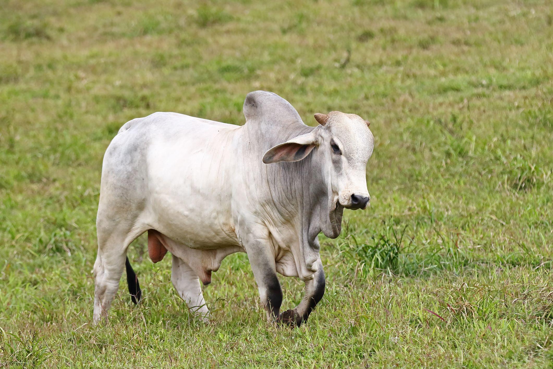 Un cebú blanco con una joroba en su espalda, típica de la raza.