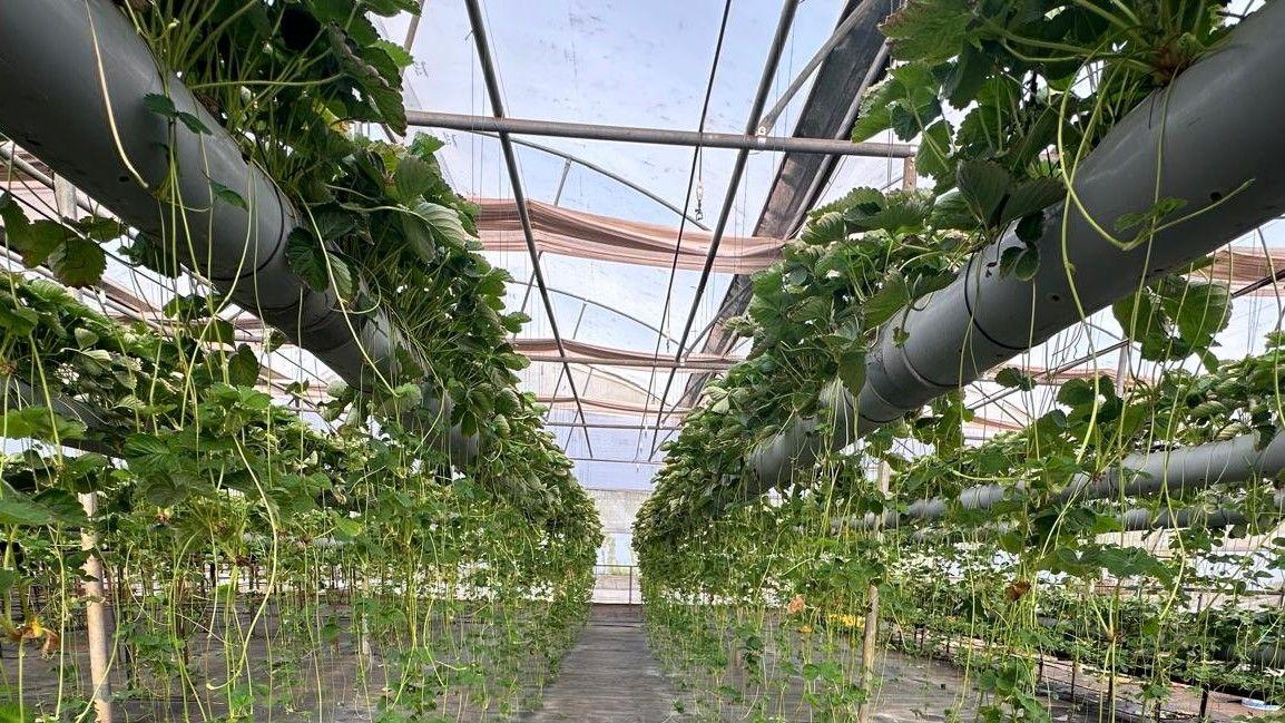 Strawberry plants grow in grey plastic tubes raised off the ground. Runners dangle down from the main plants.