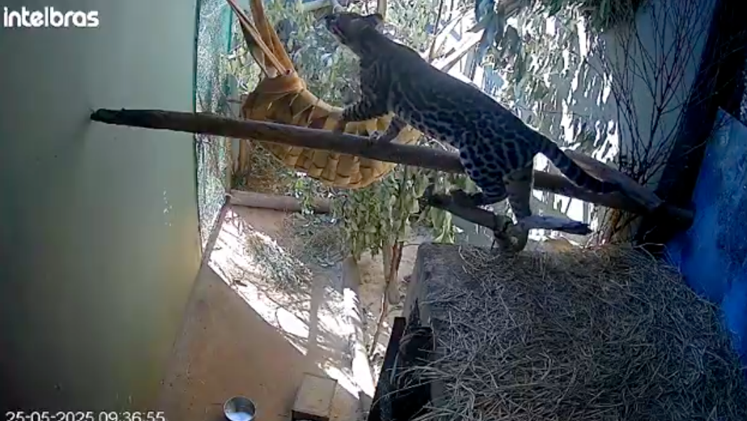 Jaguatirica em uma cela