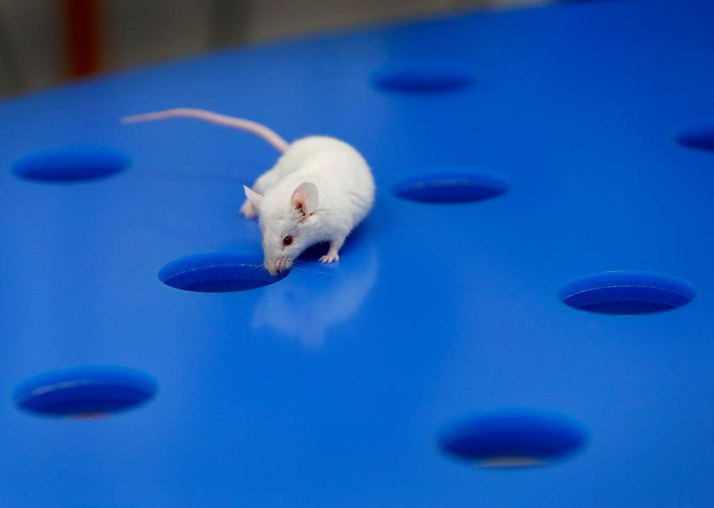A mouse looks into a hole in a blue board