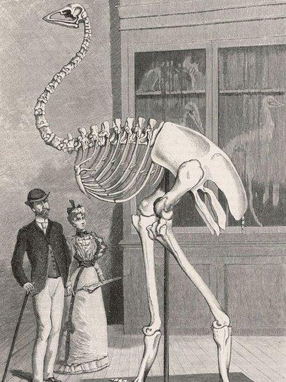 Ilustra&ccedil;&atilde;o do esqueleto do p&aacute;ssaro-elefante