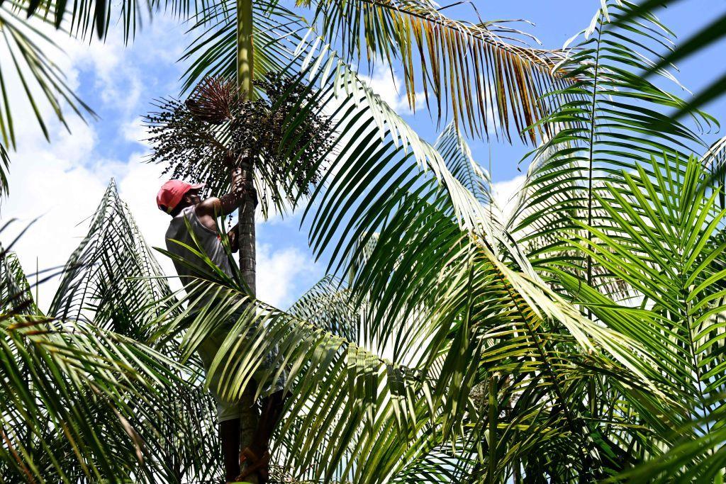 Peconheiro sobe em palmeira de açaí em Abaetetuba, Pará