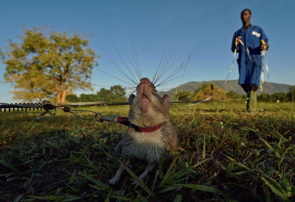 Una rata gigante africana de bolsa olfatea rastros de explosivos de minas terrestres en las instalaciones de entrenamiento de APOPO en Morogoro el 17 de junio de 2016.