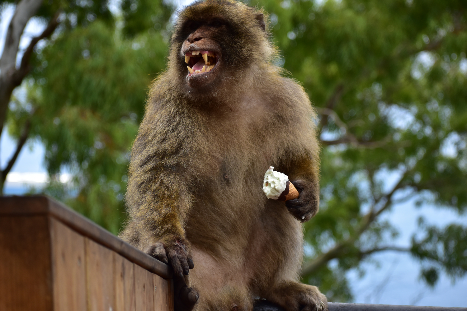 Un macaco, mostrando los dientes, sostiene un cono de helado en su mano izquierda.