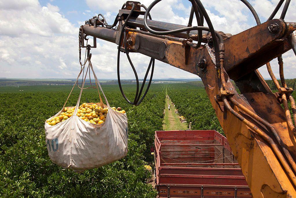 Plantação de laranja com máquina levantando grande quantidade de frutas 