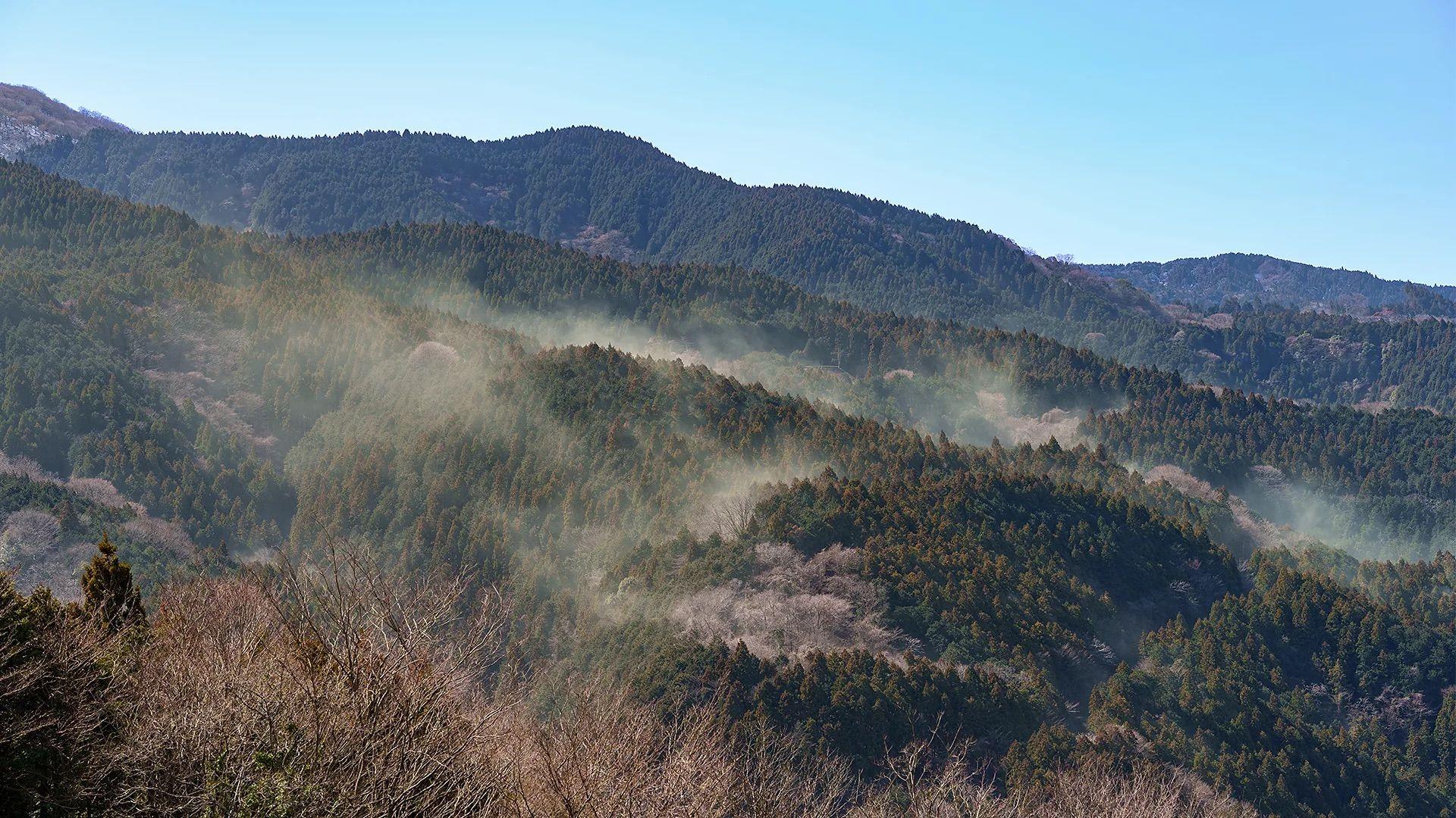 森林上空花粉隨風飄散