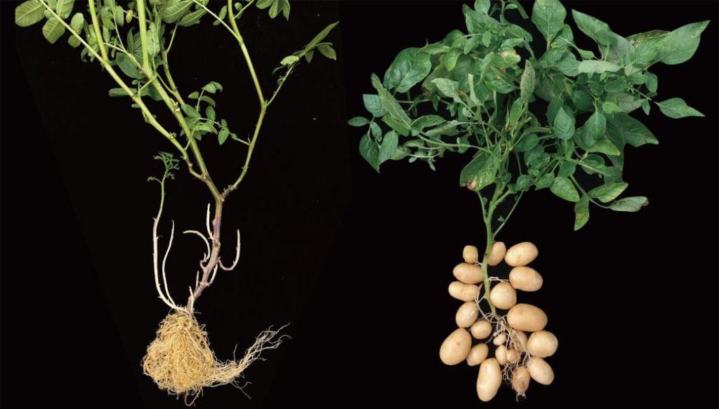 Las dos plantas fotografiadas sobre fondo negro, en las que se ve la raíz de ambas, la de la de la papa, con tubérculos