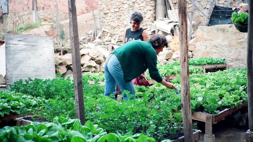 Un huerto comunitario en la capital de Colombia, Bogotá, plantado utilizando métodos de Gaviotas.