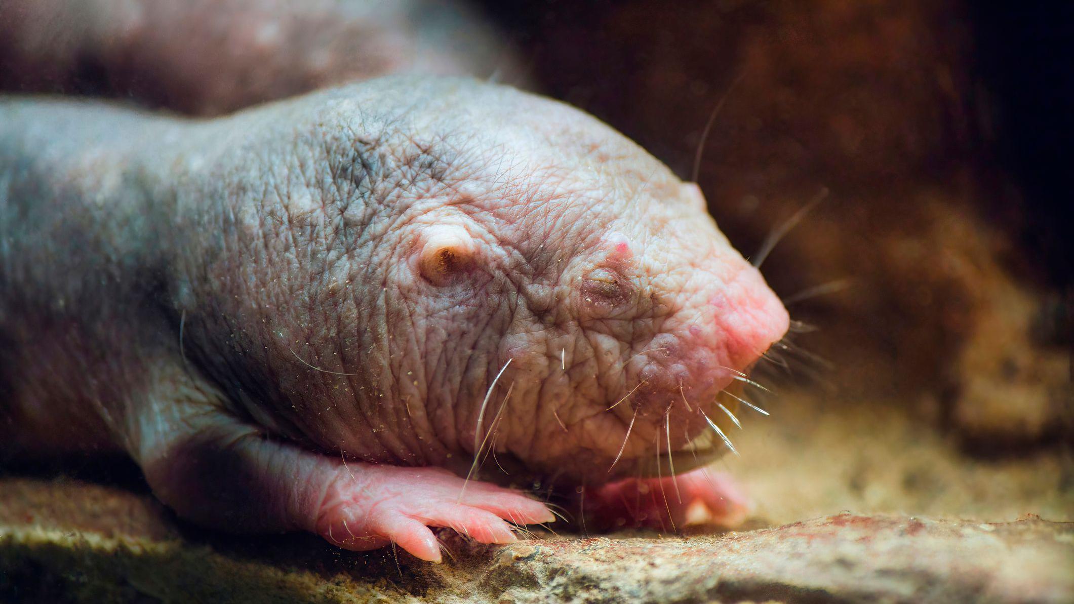 Primer plano de la cabeza y las patas delanteras de una rata topo desnuda: tiene la piel arrugada de color gris/rosado y no tiene pelo. 