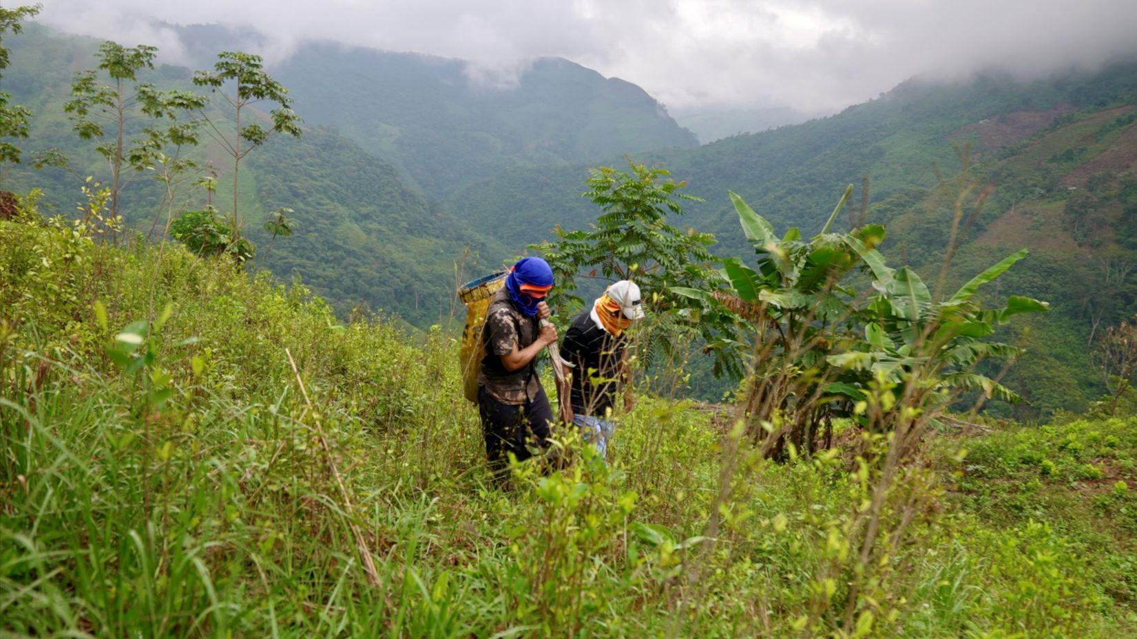 Dos campesinos trabajan en una plantación de coca en la cordillera de los Andes. Uno lleva un pasamontañas azul. El otro, una gorra de béisbol blanca con una bufanda naranja que le cubre el rostro.