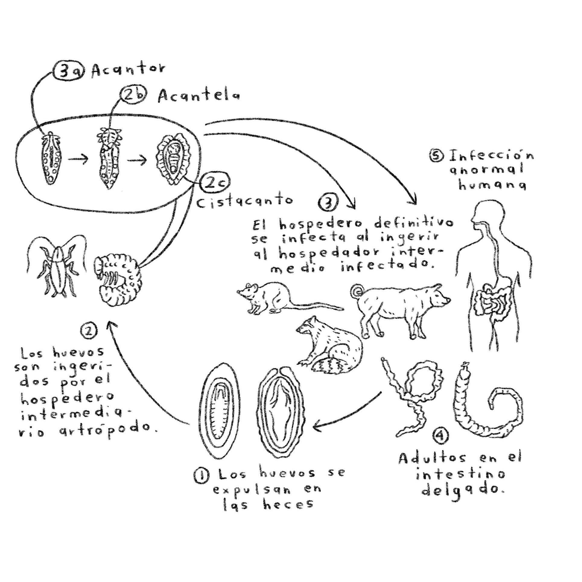 Una ilustración de Sofía Probert Pérez muestra los saltos entre especies que hace un tipo de parásito.