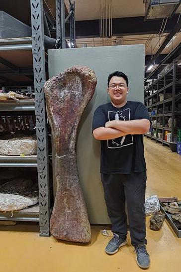 El investigador Thitiwoot Sethapanichsakul posa con un hueso de la pata delantera del nagatitan