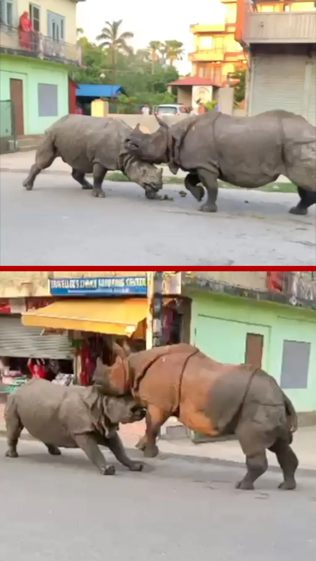 tuca nosoroga nepal